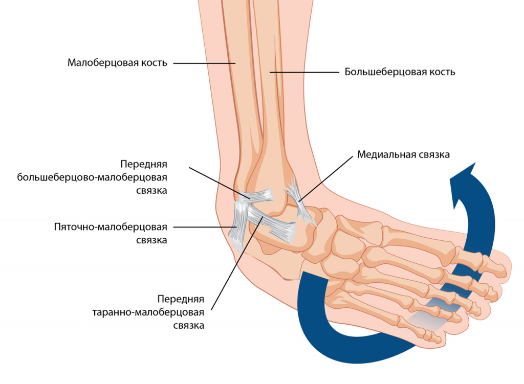Голеностопный сустав-02.jpg
