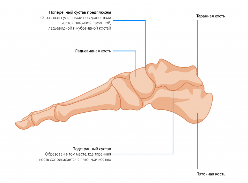 Подтаранный сустав-01.jpg